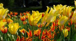 Yellow Tulips Leaning